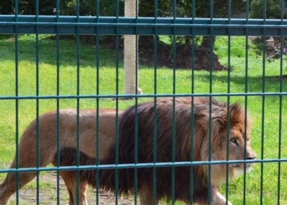 Nierdzewna spawana stalowa siatka druciana Zoo Ogrodzenie dla zwierząt Siatka druciana 10m-30m