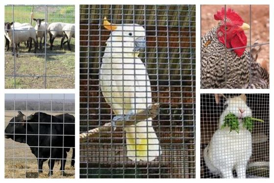 Spawana rolka z siatki drucianej używana w hodowli zwierząt