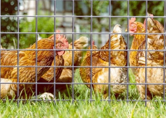 Elektrogalwanizowana siatka z spawaną drutą o długości 50 m i szerokości 0,5 m dla ośrodków dla zwierząt